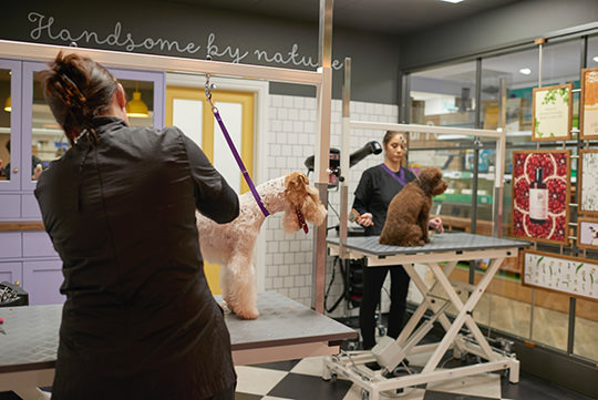 Foto de nuestra peluquería. Se puede observar a dos integrantes del staff cortandole el cabello a los perros.