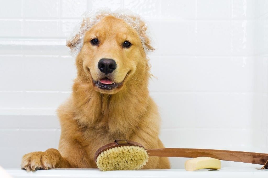 Un Golden al borde de una bañera, con espuma en el cabello. Al borde de la bañera encontramos un cepillo de madera y un jabón.