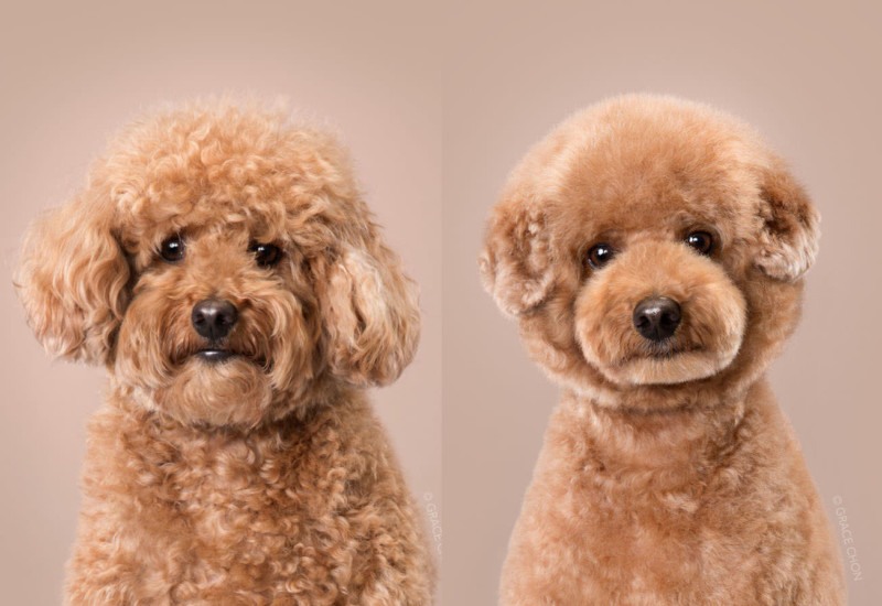 Foto de un caniche color marron que muestra el antes y después de su tratamiento.