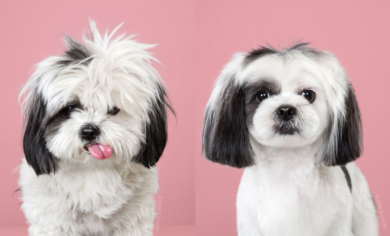 Foto que muestra el antes y después de una yorkshire terrier de color blanca con manchas negras.