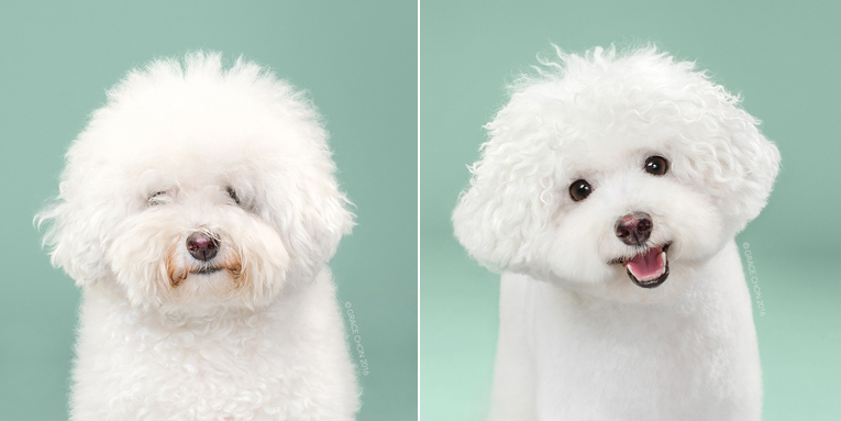 Foto de que muestra el antes y despueés después de un caniche blanco.