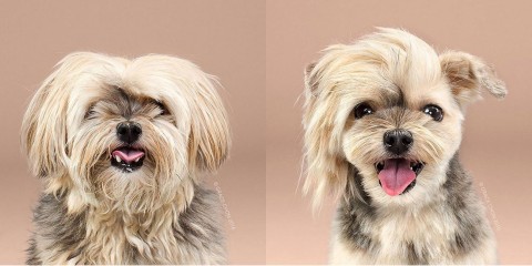 Foto que muestra el antes y después de un yorkshire terrier que paso por nuestra peluquería.