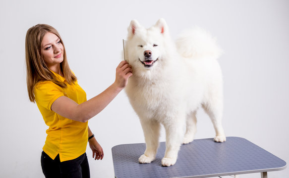 Una chica con una camiseta amarilla peinando a un Samoyedo sonriente de pelo blanco.